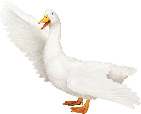 aflac logo png 20 free Cliparts | Download images on Clipground 2024