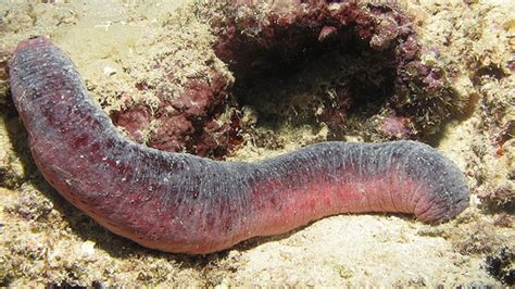 Sick Days & Sea Cucumbers: Science Is Everywhere - I'm Not the Nanny