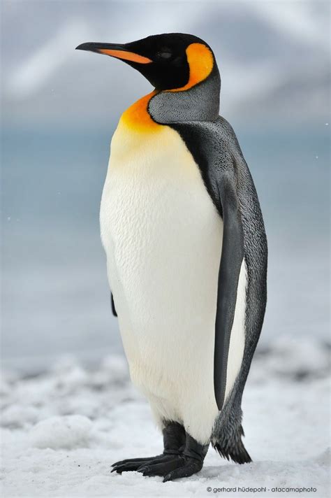 King Penguin, second largest, 3 ft tall, up to 35 lbs. | Penguins, King ...