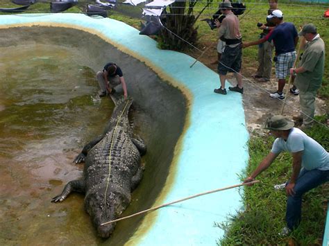 Lolong the crocodile dead, cause of death not yet confirmed │ GMA News ...