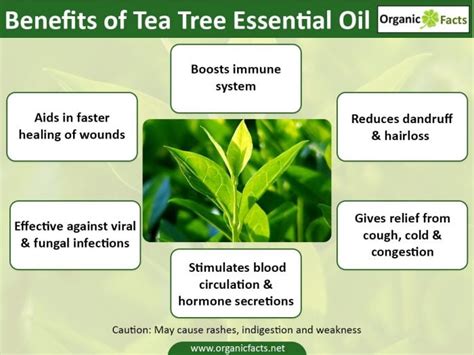 13 Amazing Uses of Tea Tree Oil | Organic Facts