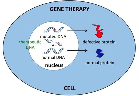 Gene Therapy: the Future of Medicine #biotechnology | Gene therapy ...