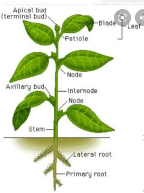 Label node internode apical bud and axillary bud with diagram - Brainly.in