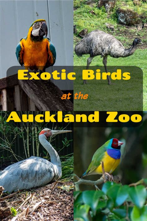 Eco-friendly Auckland Zoo Animals Makes a Great Family Outing