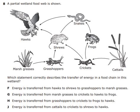 Sub 2: Flow of Energy in Food Webs 5.9BC 3.9A - MS.LUGO