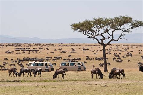 Maasai mara safaris - kenya tours, maasai mara national reserve