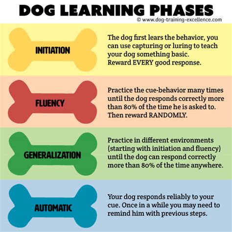 Secret to a Reliable Dog Training Command