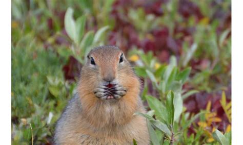 Arctic ground squirrels are altering their hibernation patterns in ...