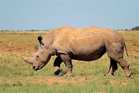 White Rhinoceros in Natural Habitat Stock Image - Image of wild, animal ...