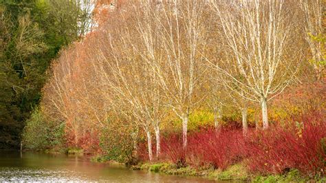 Five gardens to visit for autumn colour - Dig