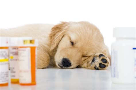 Prescribing oral opioids for dogs probably doesn’t help them—and could ...