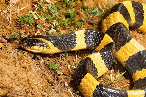 Most Venomous Snakes In The World Top 10 Deadliest Snakes Ever | Images ...