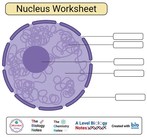 19+ Nucleus Labelled Diagram - KaynaKeliann