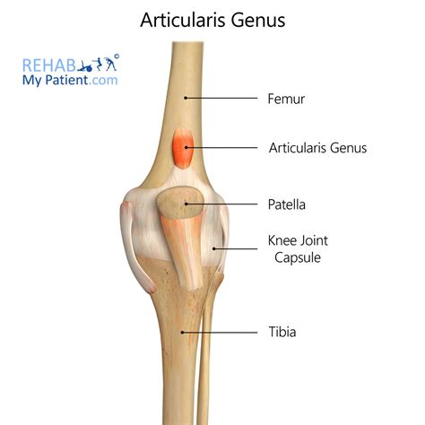 Knee articles | Rehab My Patient