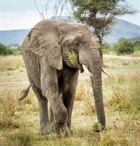 Elephant Eating Grass Photograph by Timothy Hacker