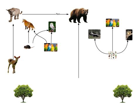 Food web - Temperate Deciduous Forest Biome