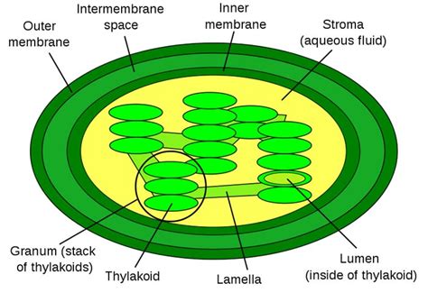 Chloroplast Diagram - Pictures, Photos & Images of Plants - Science for ...