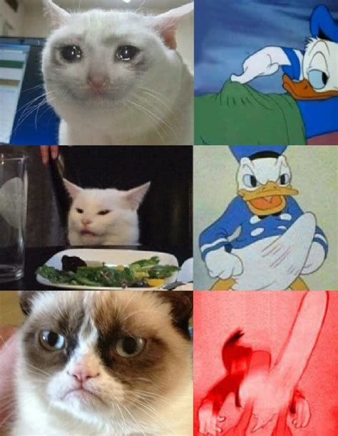 Best Of Funniest Grumpy Cat Memes