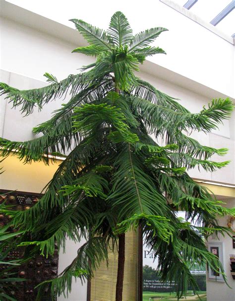 Norfolk Island Pine - The Other Living Christmas Tree | News