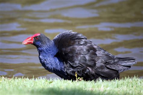 Australian Birds; Australian Water Birds