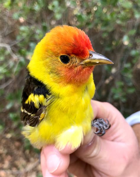 Western Tanager - San Francisco Bay Bird Observatory