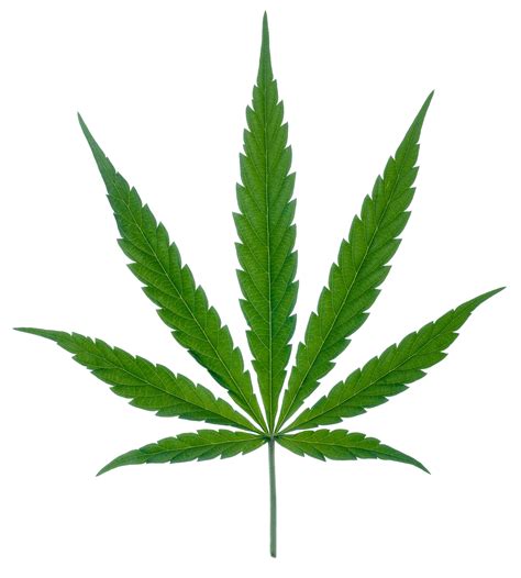 Cannabis Leaf Png Marijuana