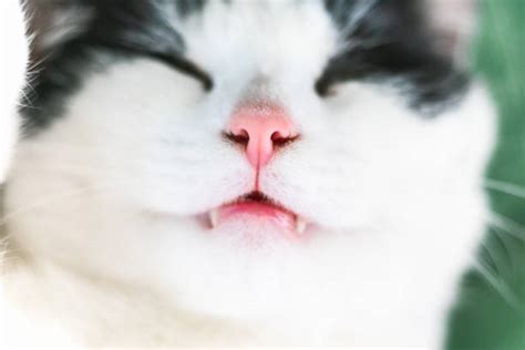 230+ Cat Sleeping Upside Down Stock Photos, Pictures & Royalty-Free ...