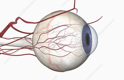 Blood vessels of the eye - Stock Image - F002/4014 - Science Photo Library