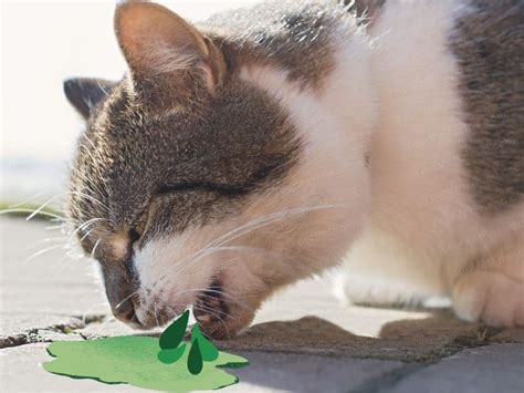 Why is My Cat Throwing Up Green Bile and Not Eating? Doc's Advice ...