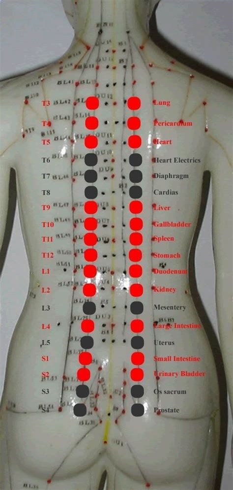 new acquisition in back-shu points anatomy knowledge | Terapia de ...