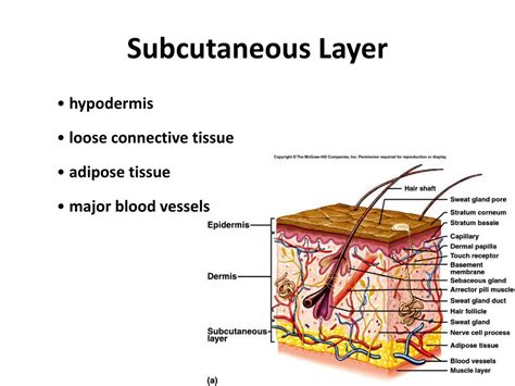 PPT - Chapter 5 Skin and the Integumentary System PowerPoint ...