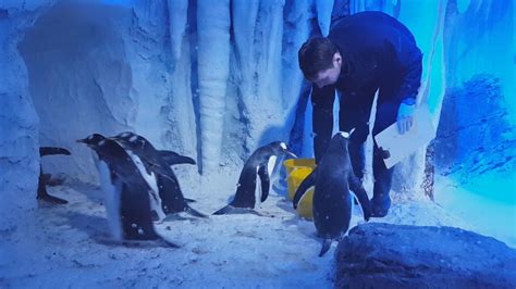 Penguins At SEA LIFE London Aquarium - YouTube