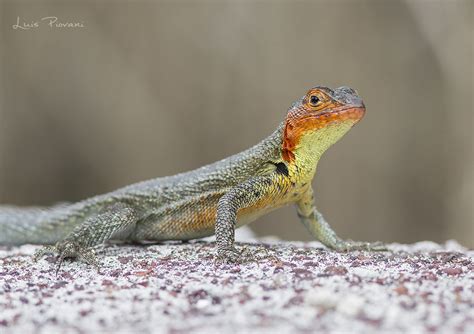 Lava lizard LUIS0674 web | Luis Piovani | Flickr