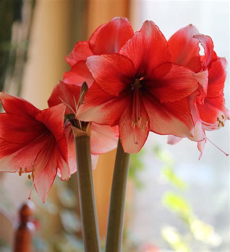 What to Do with Amaryllis Bulbs After They Bloom - Longfield Gardens