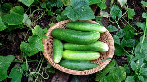 GROWING CUCUMBER (HARVESTING) | Agrosuede - YouTube