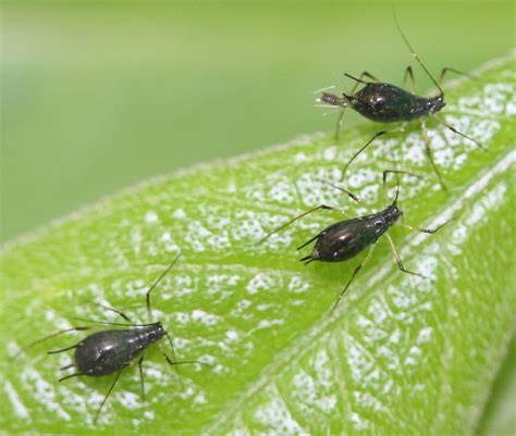 Aphids and Whiteflies