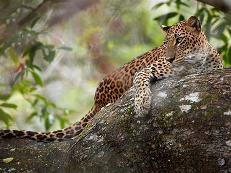 Top Five Wildlife Experiences in Sri Lanka | TransIndus