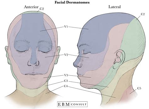 Dermatomes Face Image | Anatomy images, Medical anatomy, Face chart