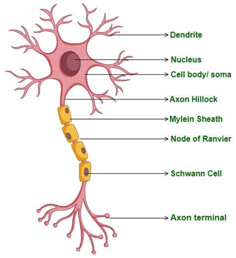 Neuron Diagram - Structure and Function - GeeksforGeeks