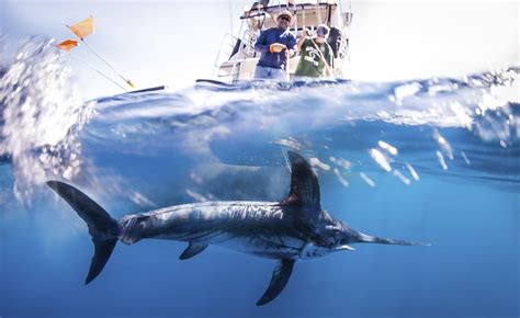 Into the deep: understanding swordfish eco-physiology - Research Outreach