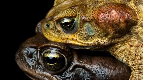 Cane Toad | National Geographic