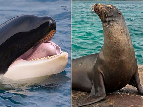 Terrified Sea Lion Jumps on Tiny Boat to Escape Hunting Orca - Newsweek