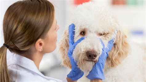 Dry Eye in Dogs: Symptoms, Diagnosis and Vet-Recommended Treatment ...