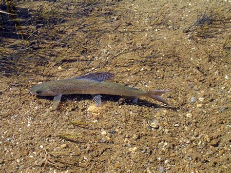 Arctic Grayling Habitat Limited by Chena Slough Invasive | KUAC