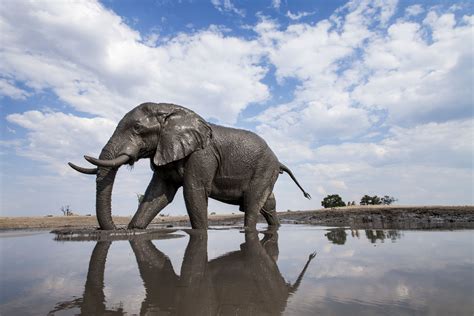 Chobe National Park, Botswana - Africa Travel Guide