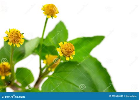 Acmella Oleracea, Paracress or Toothache Plant. Stock Photo - Image of ...