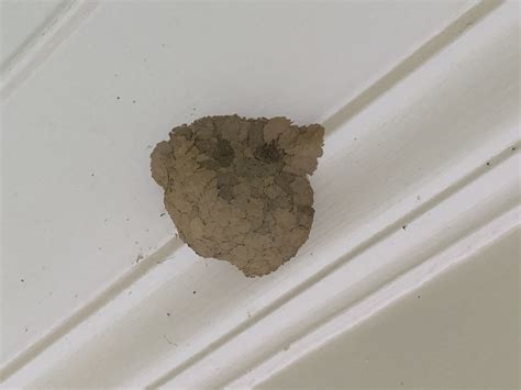 Insect nest identification #577639 - Ask Extension