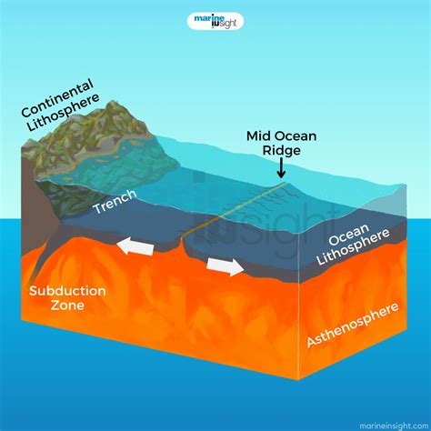 Ocean Ridge Example - ocean wildlife list