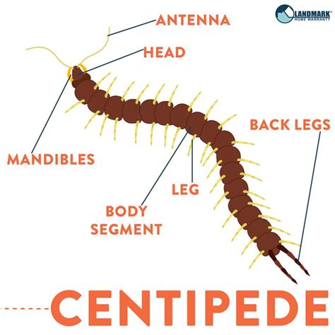 Educational Information on Centipedes and Infestations | Education ...