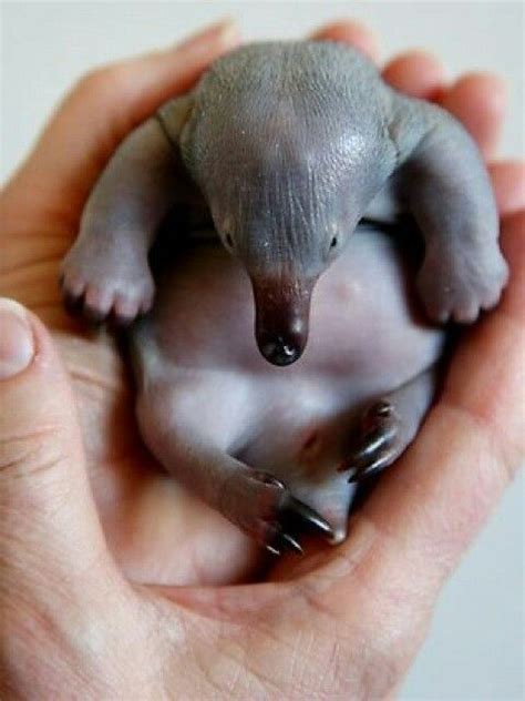 8 best Baby Echidna images on Pinterest | Animal babies, Baby animals ...